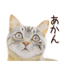 関西弁リアル猫2（個別スタンプ：10）