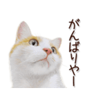 関西弁リアル猫2（個別スタンプ：13）