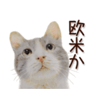 関西弁リアル猫2（個別スタンプ：17）