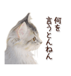 関西弁リアル猫2（個別スタンプ：18）
