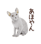 関西弁リアル猫2（個別スタンプ：22）