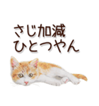 関西弁リアル猫2（個別スタンプ：23）