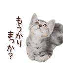 関西弁リアル猫2（個別スタンプ：25）