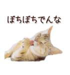 関西弁リアル猫2（個別スタンプ：26）