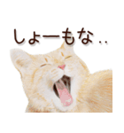 関西弁リアル猫2（個別スタンプ：30）