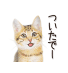 関西弁リアル猫2（個別スタンプ：32）