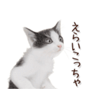 関西弁リアル猫2（個別スタンプ：34）