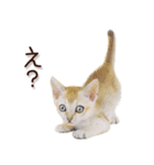 関西弁リアル猫2（個別スタンプ：36）