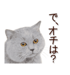 関西弁リアル猫2（個別スタンプ：37）