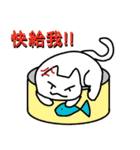 Ayumitsuki's White Cat the daily.（個別スタンプ：33）