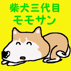 [LINEスタンプ] 柴犬三代目モモサン 秋祭りの画像（メイン）