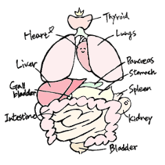 [LINEスタンプ] Tissues and Organs
