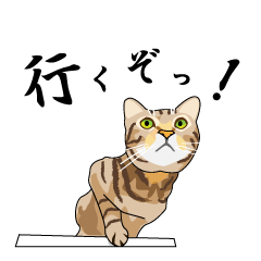 [LINEスタンプ] 猫たまブログ公式スタンプ2の画像（メイン）