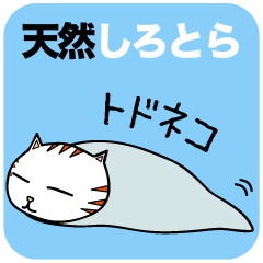 [LINEスタンプ] 天然しろとら