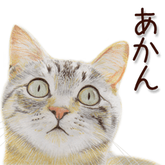 [LINEスタンプ] 関西弁リアル猫2の画像（メイン）